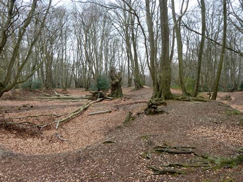 Loughton Camp Epping Forest © Robin Webster Geograph Britain And