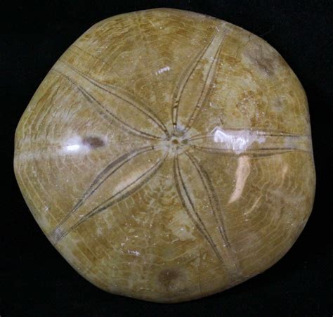 Large Polished Fossil Sand Dollar Jurassic 18801 For Sale