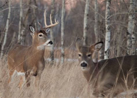 Why Do Whitetail Bucks Shed Their Antlers Mossy Oak Gamekeeper