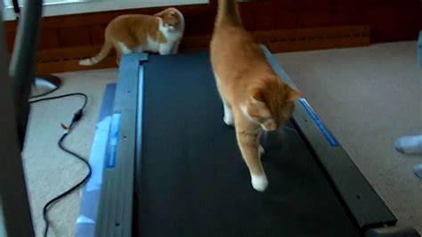 Touch device users, explore by touch or with swipe gestures. CAT ON TREADMILL! - YouTube
