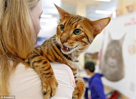 Kievs Annual Cat Show Includes Rare Felines From Dwarf Tiger To