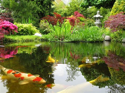 Japanese Fish Pond Wallpapers Wallpaper Cave