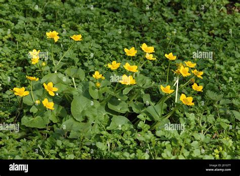 Yellow Marsh Marigold Kingcup Caltha Palustris Flower Of Buttercup