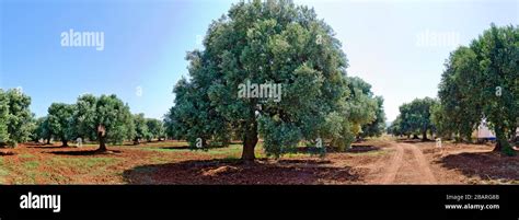Plantation With Rows Of Mighty Old Olive Trees Italy Stock Photo Alamy