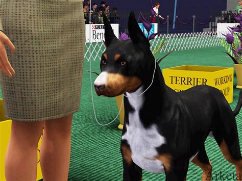 Skc Fun Show Created Breeds Sims Kennel Club