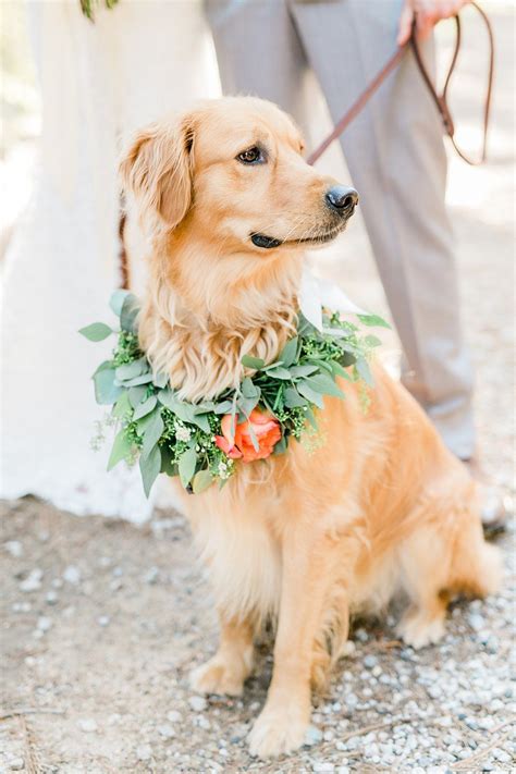 A Bride And Her Pup Golden Retriever Ring Bearer Photo Of Bride With