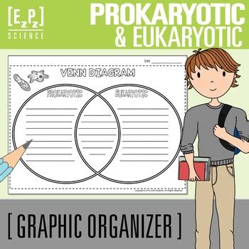 Prokaryotes Vs Eukaryotes Graphic Organizer Prokaryotes Vs Eukaryotes