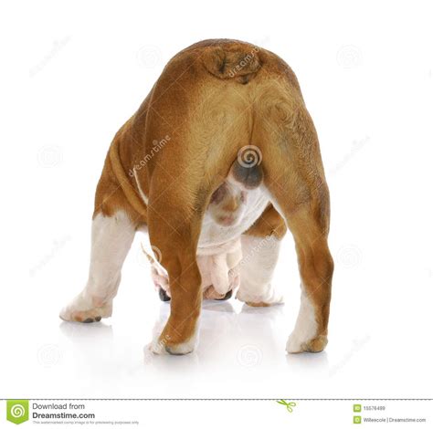 Male Dog Backside Royalty Free Stock Images Image 15576499