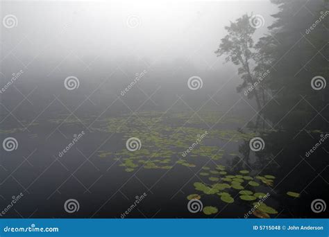 Misty Lake Stock Photo Image Of State Trees Pads Lake 5715048