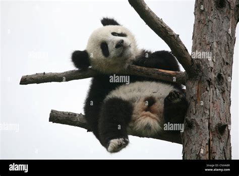 Fu Long The Giant Panda Cub Enjoys In His Enclosure At Schonbrunn Zoo