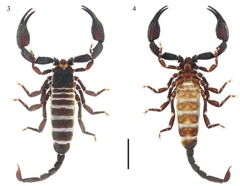 The Scorpion Files Newsblog A New Species Of Scorpiops From China