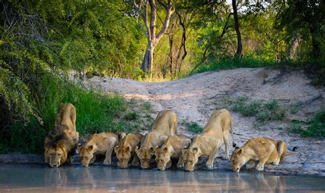 Bornwild Travel Adventures Complete Guide To An African Lion Safari