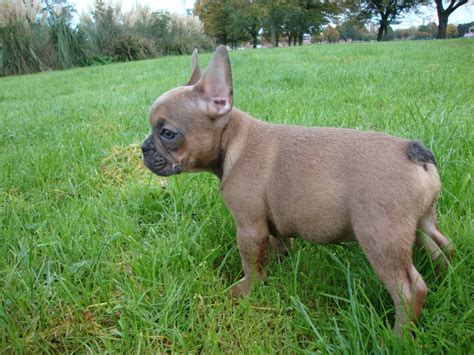 That's because fawn comes from a more dominant gene. Blue Fawn French Bulldog - Ready now | Cardiff, Cardiff ...