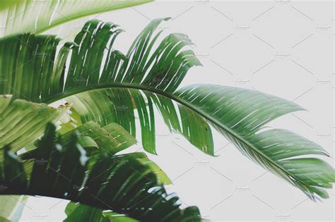 Large Tropical Leaves Stock Photo Containing Green And Leaves Nature