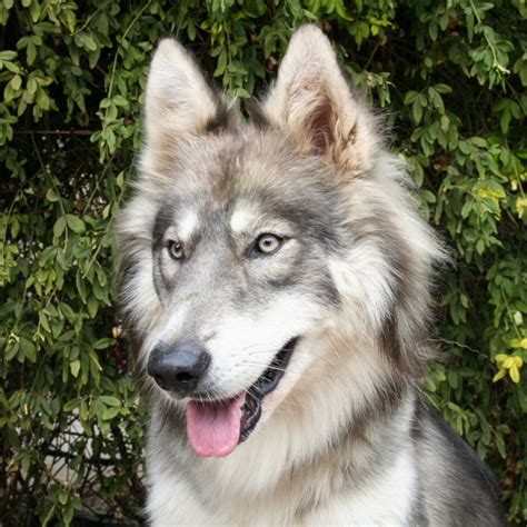 Wolf Dog Hybrid Test Veterinary Genetics Laboratory
