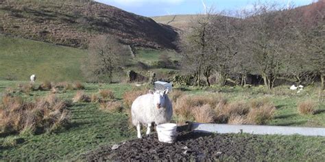 Sheep Heap Clough Robert Wade Wadey Flickr