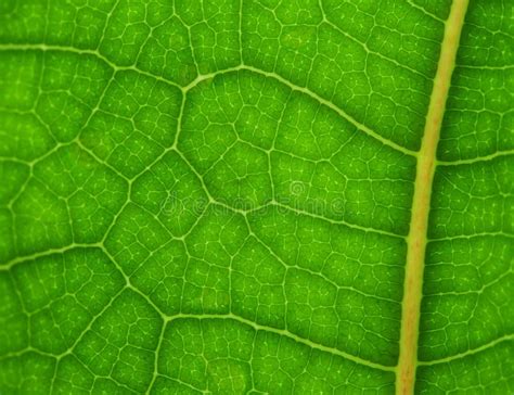 Green Leaf Close Up Stock Photo Image Of Plant Planet 26760816