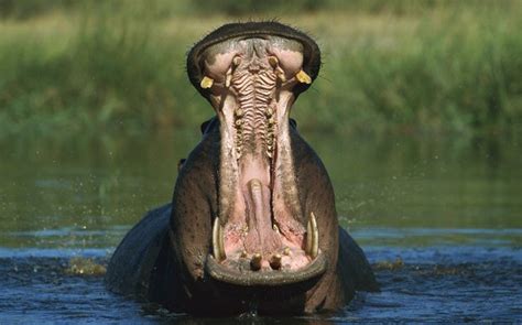Beautiful Animals Safaris Africa River Horses Hippopotamus Trails