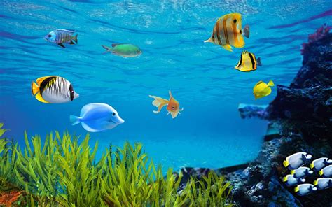 Fish Aquarium Live Wallpaper For Android Apk Download
