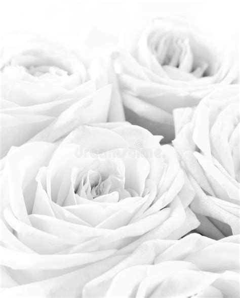 Beautiful White Roses As Wedding Background Soft Focus In Blac Stock