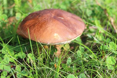 Sunlit Brown Mushrooms On A Lawn Stock Photo Image Of Plant Sunlit