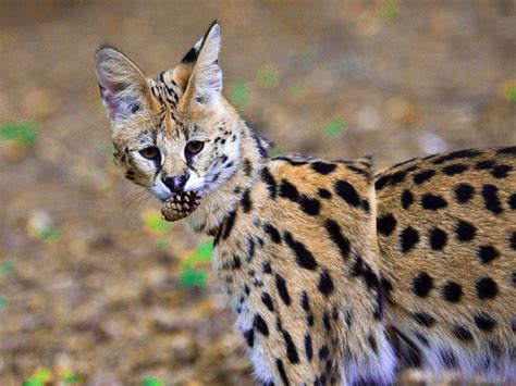 21 Things To Know Before Caring For An African Serval Cat Tele Talk