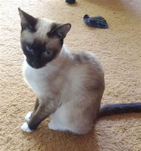 You can take a sneak peak at cats currently in foster care who may be adoptable in the future by checking out. Meet Minni, a dainty Seal Point snowshoe. She has been ...