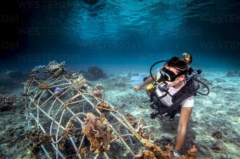 Underwater View Of Diver Fixing A Seacrete On Seabed Artificial Steel Reef With Electric