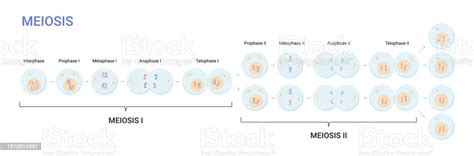 Vetores De Ilustração Vetorial Das Fases De Meiose Divisão Celular E