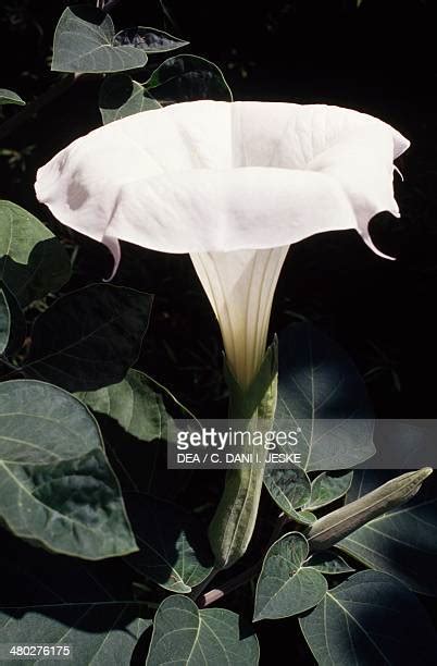 Datura Flower Photos And Premium High Res Pictures Getty Images