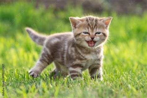 Young Cute Cat Meowing Outdoor Stock Foto Adobe Stock