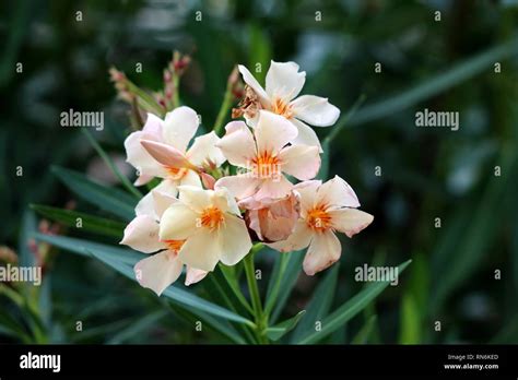 Oleander Or Nerium Oleander Shrub Plant With Fully Open Blooming White