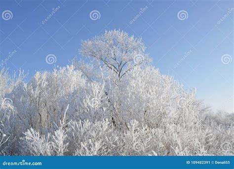 Frosty Winter Morning Stock Image Image Of Color Nature 109482391