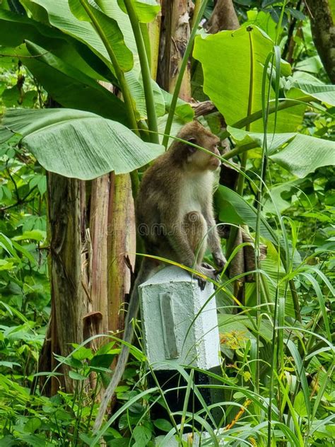 Monkey Thailand Asia Stock Image Image Of Wildlife 258796967
