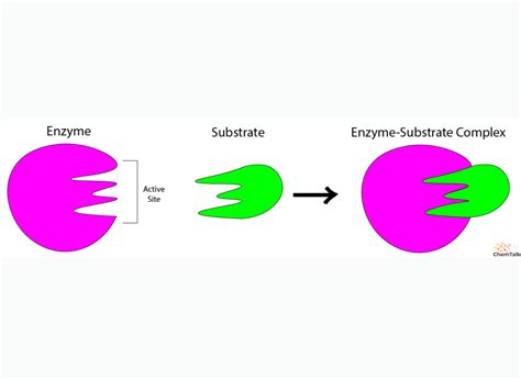 Enzymes Function And Types Chemtalk