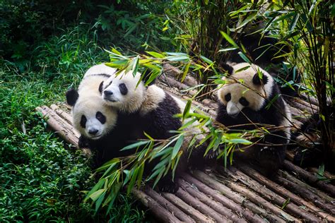Pandas Enjoying Their Bamboo Breakfast In Chengdu Research Base China
