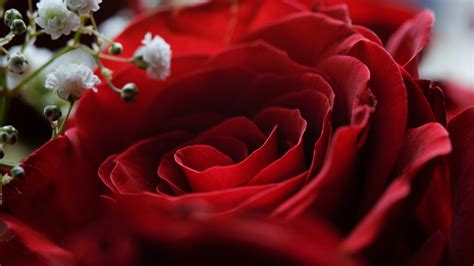 Closeup Photo Of Red Rose Petals 4k 5k Hd Flowers Wallpapers Hd