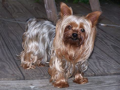 A Brief History Of The Yorkshire Terrier