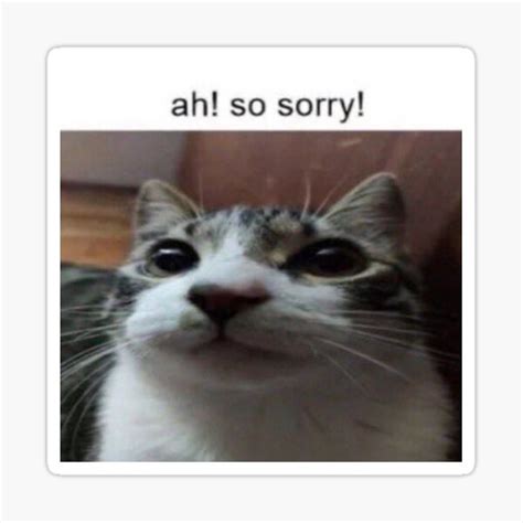 Ah So Sorry Meme Cat Sticker For Sale By Guybubbles Redbubble