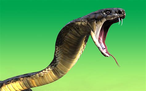 King Cobra Snake Stock Photo Download Image Now Istock