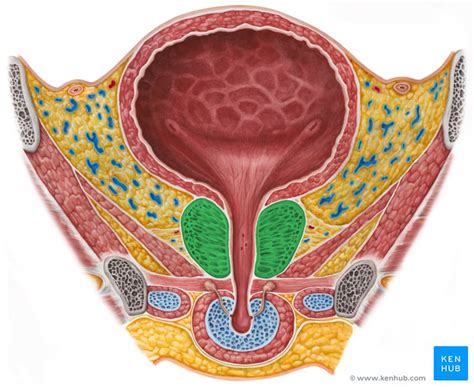 Wichtige informationen und fakten zur männlichen vorsteherdrüse verständlich aufbereitet. Prostata (Vorsteherdrüse) - Anatomie, Aufbau und Funktion ...