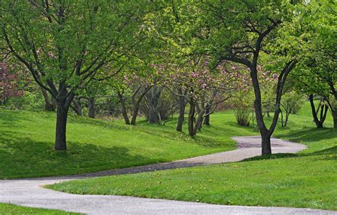 Wallpaper Nature Spring Trees Park Nature Track Park Spring