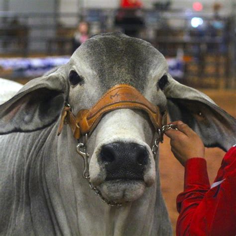 Brahman Cattle For Sale In Texas Bulls And Heifers Moreno Ranches
