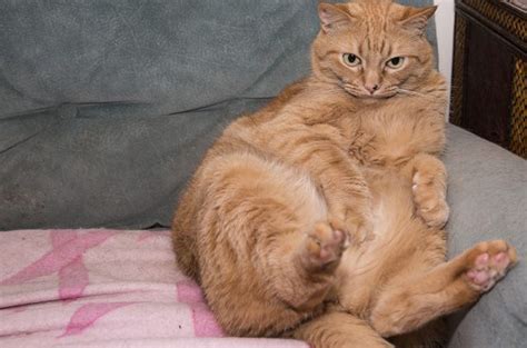 Weighty Facts About Feline Obesity Petguide Feline Cats And