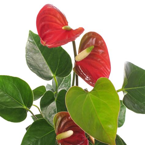 The Best Way To Repair Yellow Leaves On Anthuriums Batang Tabon