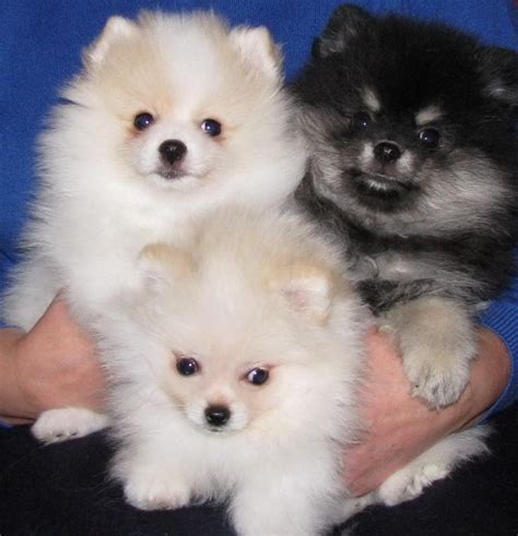 Pomeranian Puppies For Sale Boise Id 114397 Petzlover