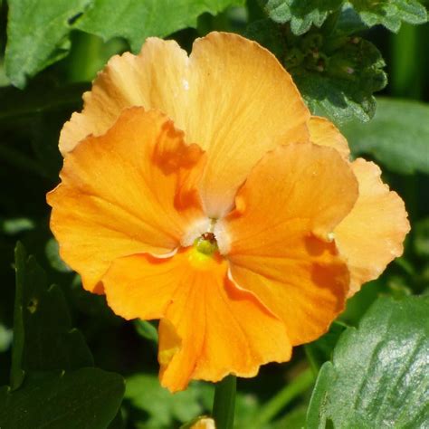 Orange Pansy Pansies Are A Great Cool Weather Plant For Adding