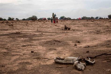 Somalilands Herders Devastated By Drought Al Jazeera