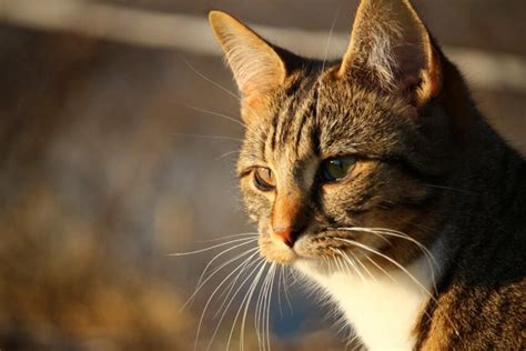 Kostenlose Bild Katze Niedlich Porträt Tier Haustier Augen Fell