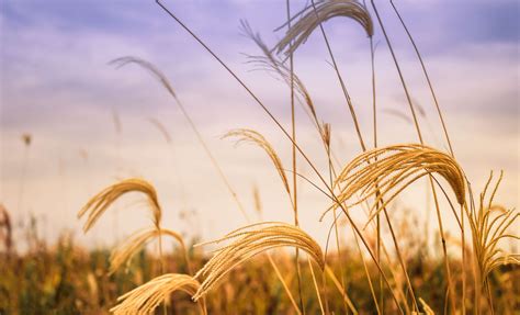 4k Farm Landscape Crop Wheat Field Hd Wallpaper Rare Gallery